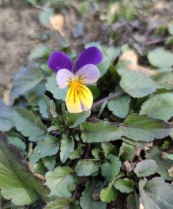 Viola tricolor